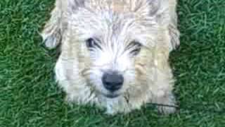 Norwich Terrier Holly 3