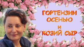 Сад Людмилы Кудасовой  Гортензии Осенью и Козий сыр