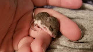 Mouse makes sure her baby's safe. Then she takes her last breath.