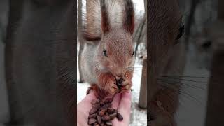 Орешки для птичек и белок / Nuts for birds and squirrels