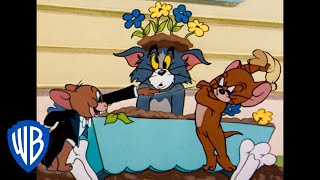 Tom & Jerry in italiano | La vendetta del topolino 