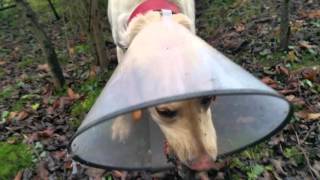 Dog swallows a pigeon WHOLE!