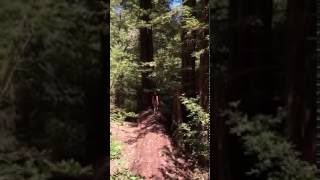 Redwoods in Big Sur CA