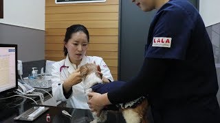 [GBS 뉴스매거진] 2019년 봄철 광견병 예방접종 안내