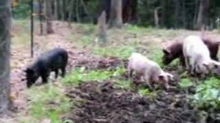 Mr. Pig Meets electric fence!