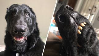 How this woman responded to her recently adopted dog going blind