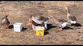Geese Mating! Чифтосване на Гъски. Продавам Гъските 0988979306