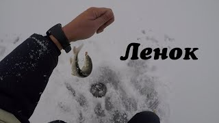 Ленок. Зимняя рыбалка 2019-2020. Ленок на мормышку с короедом. Зимняя рыбалка.