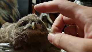 Тюленчиковые лежбища. Где совёнку удобнее спать?