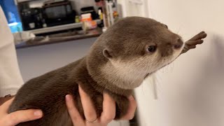 カワウソさくら カワウソが猫壁チャレンジした結果まさかの結果に The result of the otter's "Cat Wall Challenge"