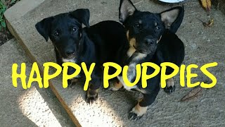 KEBERSAMAAN ANAK ANJING SUKANYA BERMAIN. PETERNAK MAIN DENGAN ANJING