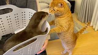 マフラーを巻いてオシャレしたいカワウソと不思議そうに見つめる猫 otter wants to dress up with a scarf.