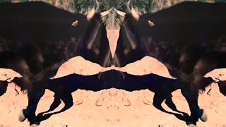 SKATEBÅRD - STARWATCHER II video