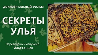 Секреты улья (Франция, фильм полностью)
