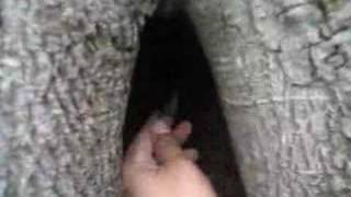 The Tree Have A Vagina
