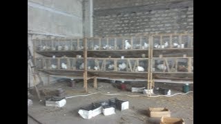 mebocvreoba kaliforniuli მებოცვრეობა
