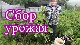 Урожай баклажанов и перца в открытом грунте. (28.09.16 г.)