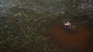 Grizzly cubs catching salmon | Animals: The Inside Story | BBC