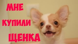 МНЕ КУПИЛИ ЩЕНКА ЧИХУАХУА