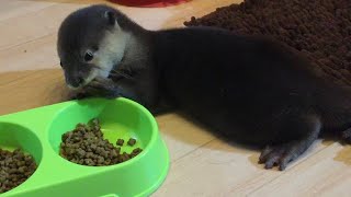 カワウソさくら 初公開！さくらが初めて我が家に来てからの動画 Video of the first time an otter came to my house