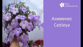Ахименес Cattleya