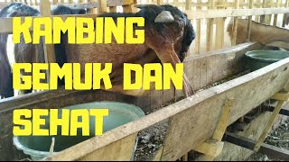 Kambing Gemuk Dan Sehat? Ini Rahasianya | Air Minum Banyak Lancarkan Pencernaan