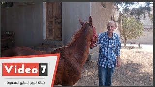 جزيرة سعود بالشرقية. أصل تربية الخيول العربية الأصيلة