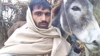 Donkey mating 2020 video/Donkey mating video