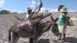 el cultivo tradicional del maiz mes de mayo, parte 2