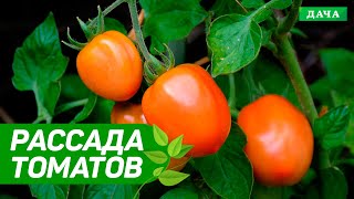 Как правильно выращивать рассаду томатов ? Как выбрать семена и сорт помидор для рассады
