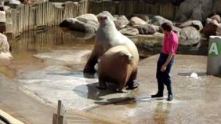 Walrussen in het dolfinarium