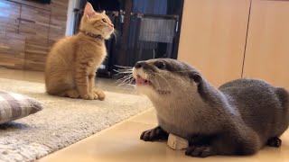 2年前と今で猫に意地悪しなくなったカワウソの記録 Record of an otter that is no longer mean to cats two years ago and now.
