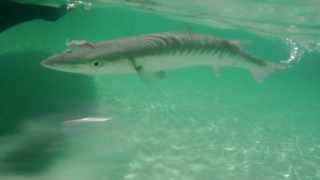 Barracuda caught on Rose Island beach - Bahamas