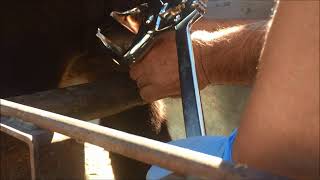 Castración de un novillo Angus Método Burdizzo