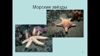 Тип Иглокожие