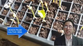 COMO GERMINAR SEMILLAS RAPIDAMENTE ACACIA GRATIS CURSOS