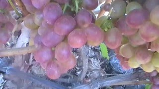 Сорт винограда Розмус - сезон 2015