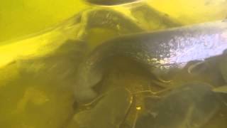 Подводное видео зимовальных ям на оке.