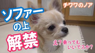 【ソファーの上、解禁】チワワのノア #68 ～ Chihuahua may sit on the couch ～