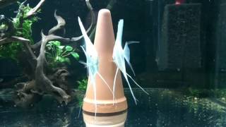 Скалярия Дантум Альбино - pterophillum sp. Dantum Albino