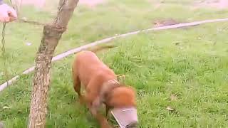 Pitbull və kanqal davası