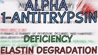 Alpha 1-Antitrypsin - Alpha 1 Antitrypsin deficiency - Elastin Degradation
