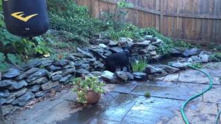 Canaan dog play