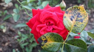 Розы без черной пятнистости  Самые устойчивые сорта