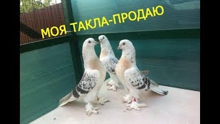 МОЯ ТАКЛА-ПРОДАЮ