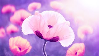 Spiritual Positive Energy - 528Hz Miracle Meditation - Detox Music - Solfeggio Healing Tones