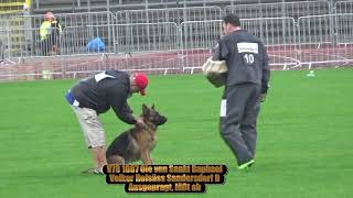 2017 SV BSZS in Ulm TSB part 88 V78 Ole von Sankt Raphael