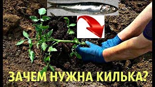 ПОЛОЖИТЕ КИЛЬКУ В ЛУНКУ‼️ И СНИМАЙТЕ ТОМАТЫ ВЕДРАМИ