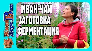 ИВАН-ЧАЙ, КОПОРСКИЙ ЧАЙ, заготовка, приготовление,ферметация/ЖИЗНЬ В ДЕРЕВНЕ