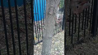 Думал, что это Копия убежала из парка / I thought it was Copy that ran away from the park